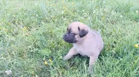 P!nk, a female German Shepherd Dog and English Mastiff for sale in Waldron, AR – 4 of 10