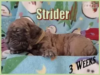 Strider, a male English Mastiff for sale in Waldron, AR – Photo 2 of 6