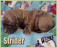 Strider, a male English Mastiff for sale in Waldron, AR – Photo 4 of 6