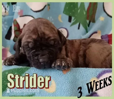 Strider, a male English Mastiff for sale in Waldron, AR – Photo 1 of 6