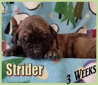 Strider, a male English Mastiff for sale in Waldron, AR – Photo 1 of 6
