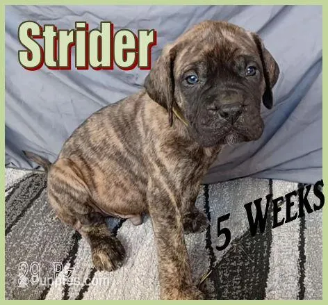 Strider – English Mastiff puppy for sale in Waldron, AR