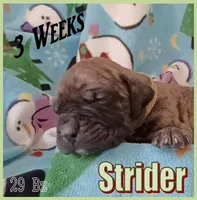 Strider, a male English Mastiff for sale in Waldron, AR – Photo 3 of 6