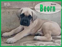 Beorn - AKC, a male English Mastiff for sale in Waldron, AR – 3 of 10