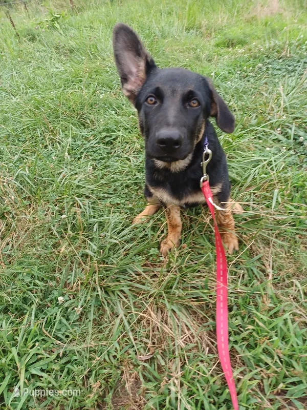 Polly – German Shepherd Dog puppy for sale in Waldron, AR
