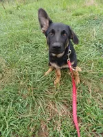 Polly, a female German Shepherd Dog for sale in Waldron, AR – 1 of 1