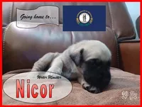 Nicor, a male English Mastiff for sale in Waldron, AR – 5 of 5