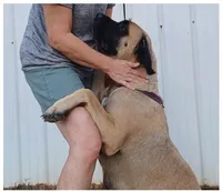 Zoey, a female English Mastiff for sale in Waldron, AR – 6 of 6