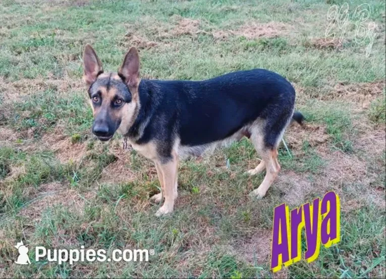 Storm, a female German Shepherd Dog and English Mastiff for sale in Waldron, AR – 6 of 6