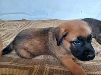 Storm, a female German Shepherd Dog and English Mastiff for sale in Waldron, AR – 2 of 6