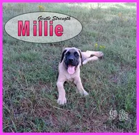 Millie AKC, a female English Mastiff for sale in Waldron, AR – 10 of 10
