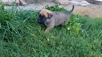 Bubba, a male German Shepherd Dog and English Mastiff for sale in Waldron, AR – 8 of 10