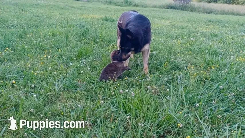 Walter, a male German Shepherd Dog and English Mastiff for sale in Waldron, AR – 8 of 10