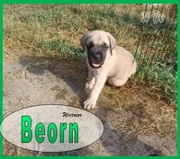 Beorn - AKC, a male English Mastiff for sale in Waldron, AR – 7 of 10