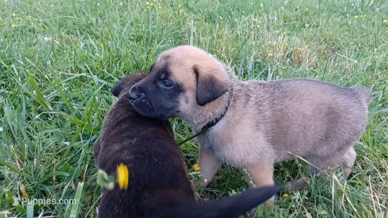 Jack – German Shepherd Dog, English Mastiff puppy for sale in Waldron, AR