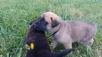 Jack, a male German Shepherd Dog and English Mastiff for sale in Waldron, AR – 1 of 9
