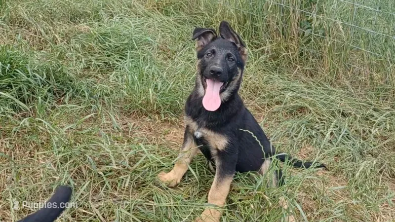 Molly – German Shepherd Dog puppy for sale in Waldron, AR