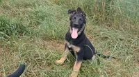 Molly, a female German Shepherd Dog for sale in Waldron, AR – 1 of 3