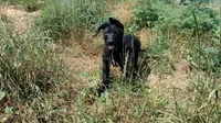 Miss Yellow, a female German Shepherd Dog for sale in Waldron, AR – 3 of 6