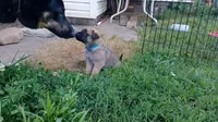 Bubba, a male German Shepherd Dog and English Mastiff for sale in Waldron, AR – 3 of 10