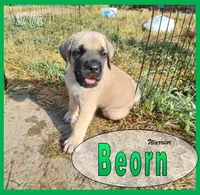 Beorn - AKC, a male English Mastiff for sale in Waldron, AR – 5 of 10