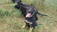Molly, a female German Shepherd Dog for sale in Waldron, AR – 2 of 3