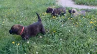 Rowdy, a male German Shepherd Dog and English Mastiff for sale in Waldron, AR – 6 of 10