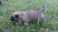 P!nk, a female German Shepherd Dog and English Mastiff for sale in Waldron, AR – 7 of 10