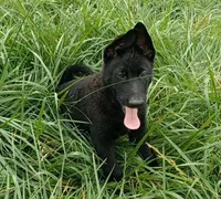 Adonis, a male German Shepherd Dog for sale in Waldron, AR – 3 of 6
