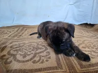 Mattie, a female German Shepherd Dog and English Mastiff for sale in Waldron, AR – 2 of 6