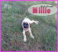 Millie AKC, a female English Mastiff for sale in Waldron, AR – 2 of 10