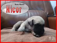 Nicor, a male English Mastiff for sale in Waldron, AR – 2 of 4