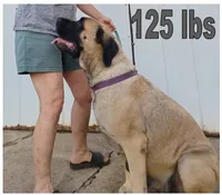 Zoey, a female English Mastiff for sale in Waldron, AR – 4 of 6