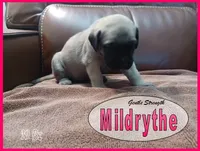 Mildrythe, a female English Mastiff for sale in Waldron, AR – 3 of 4