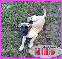 Millie AKC, a female English Mastiff for sale in Waldron, AR – 8 of 10