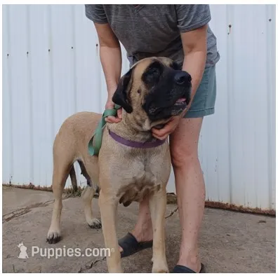 Zoey – English Mastiff puppy for sale in Waldron, AR