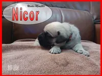 Nicor, a male English Mastiff for sale in Waldron, AR – 4 of 4