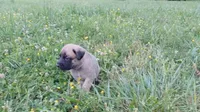 P!nk, a female German Shepherd Dog and English Mastiff for sale in Waldron, AR – 5 of 10