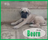 Beorn - AKC, a male English Mastiff for sale in Waldron, AR – 4 of 10