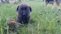Rowdy, a male German Shepherd Dog and English Mastiff for sale in Waldron, AR – 4 of 10