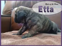 Etta, a female English Mastiff for sale in Waldron, AR – 3 of 4