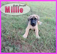 Millie AKC, a female English Mastiff for sale in Waldron, AR – 3 of 10