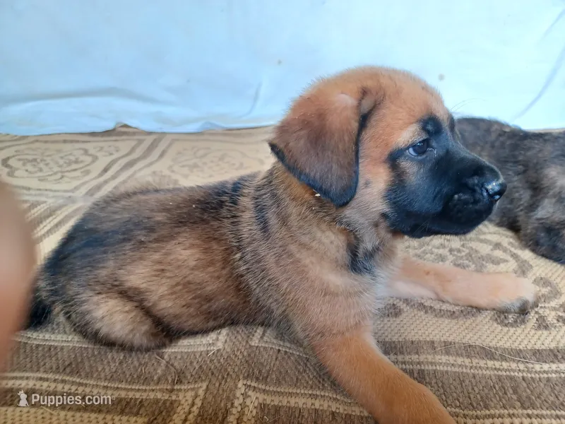 Storm – German Shepherd Dog, English Mastiff puppy for sale in Waldron, AR