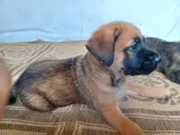 Storm, a female German Shepherd Dog and English Mastiff for sale in Waldron, AR – 1 of 6