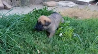 Bubba, a male German Shepherd Dog and English Mastiff for sale in Waldron, AR – 6 of 10