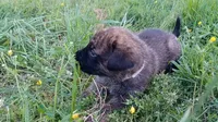 Walter, a male German Shepherd Dog and English Mastiff for sale in Waldron, AR – 3 of 10