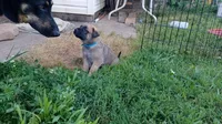 Bubba, a male German Shepherd Dog and English Mastiff for sale in Waldron, AR – 1 of 10