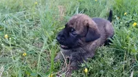 Walter, a male German Shepherd Dog and English Mastiff for sale in Waldron, AR – 2 of 10