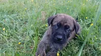 Walter, a male German Shepherd Dog and English Mastiff for sale in Waldron, AR – 4 of 10