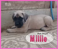 Millie AKC, a female English Mastiff for sale in Waldron, AR – 5 of 10